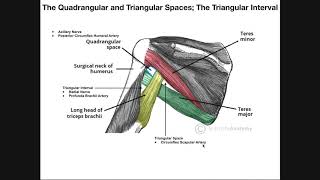 Boundaries and Contents of the Quadrangular Space Triangular Space amp Triangular Interval [upl. by Nowell]