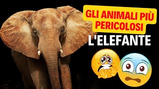 Gli animali più pericolosi dAfrica lelefante [upl. by Larine586]