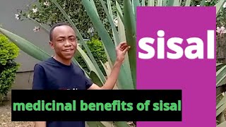 Medicinal benefits of sisal plant [upl. by Khalid]