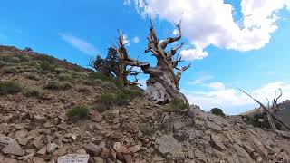 Bristlecone Pine Forest Discovery Trail 2 [upl. by Selwin478]