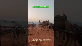 Pushkar camel fair 2024 🐪  pushkar mela video pushkarmela2024 pushkarmelafair trending [upl. by Nitsruk]