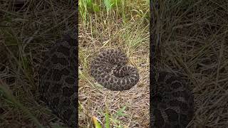 Eastern massasauga rattlesnake [upl. by Nilesoj]