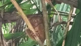 Bohol Tarsiers is considered as the worlds smallest primate [upl. by Aihsi]