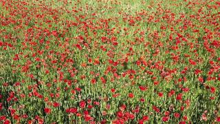 Coquelicots et bleuets Gommecourt Ile de France [upl. by Angelico152]