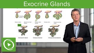 Exocrine Glands – Histology  Lecturio [upl. by Georgiana18]