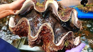 Japanese Street Food  100 GIANT CLAM Seafood Japan [upl. by Esdnyl]