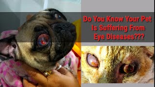 Eye problems in dogs ।। Early diagnosis of eye problems in dogs [upl. by Fanny]