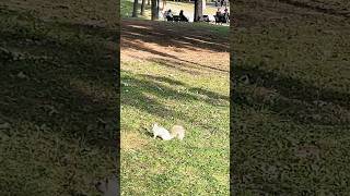 Rare Albano Squirrel at Montreal parc montrealtourism nature [upl. by Magee]