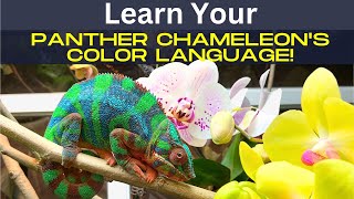 Your Panther Chameleons Color Language [upl. by Rizzi419]