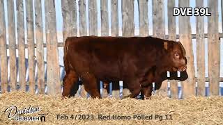 Davidson Gelbvieh Bull Lot DVE 39L sells Friday March 1 2024 [upl. by Nylirehs533]