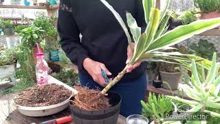 Dracaena deremensis y sunray 3 formas de reproducir y cuidados [upl. by Ainnek24]