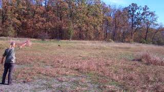 Wirehaired Vizsla Zoldmali Zala doing a blind retrieval with rabbit [upl. by Eenej943]