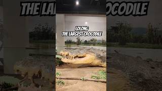 LOLONG  The Largest Crocodile in the Philippines nationalmuseum lolong [upl. by Assirrec848]