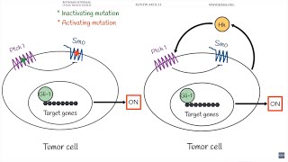 The role of the Hedgehog signaling pathway in cancer A comprehensive review VIDEO ABSTRACT [upl. by Wall]