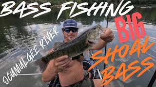 Bass Fishing the Ocumulgee River  BIG SHOAL BASS [upl. by Acinoed967]