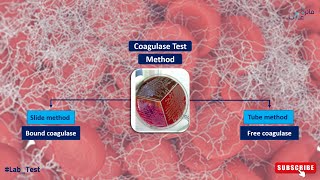 Coagulase Test [upl. by Born]