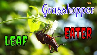 LIVE DICTIONARY  4K Animal Footage  GRASSHOPPER  CHÂU CHẤU  SAUTERELLE  バッタ  메뚜기  n39 vlog [upl. by Yellek488]