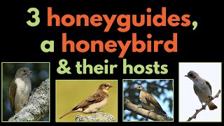 3 HONEYGUIDES A HONEYBIRD AND THEIR BROOD HOSTS  a list of their main hosts  BROOD PARASITISM [upl. by Sapphira]