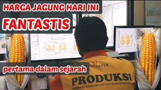 HARGA JAGUNG HARI INI FANTASTIS [upl. by Lipcombe]