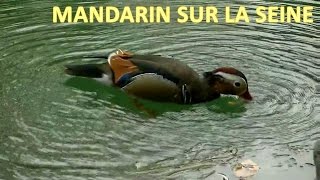 Canard mandarin sur la Seine quil est beau  Aix galériculata [upl. by Ecyac]