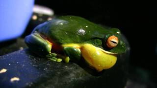 Orange Thighed Frog Litoria xanthomera HD [upl. by Werdna]