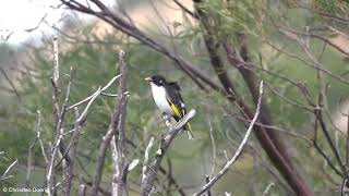 Painted Honeyeater Grantiella picta [upl. by Julee]