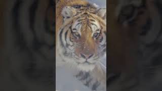 This Siberian Tiger Gets Revenge on Hunter [upl. by Vedetta]