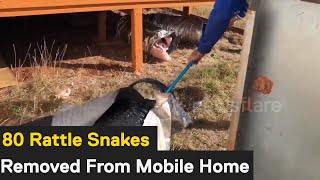 Texas snake catchers remove over 80 rattlesnakes from mobile home [upl. by Cher]