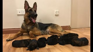 German shepherd Giving birth to 9 puppies  First Litter [upl. by Yanrahs]