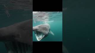 Basking shark [upl. by Hollenbeck]