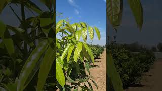 अफ्रीकन Mahogany 8320508594 farming agriculture indianfarmer farmer kisan mahogany tree [upl. by Pfister]