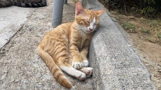 This kitten put her head on the table and slept [upl. by Druci251]