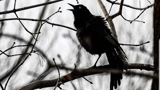 What does a Grackle Call Sound Like [upl. by Welcome181]