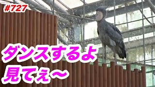 ちょっとだけダンスするよ💖dancing★掛川花鳥園★ハシビロコウふたば★No727★shoebill Futaba [upl. by Dahsra]