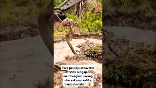 Ada yang tau jenis ular apa itu 😱 fypシ゚viral viralvideo shortvideo fyp ular [upl. by Nicram]