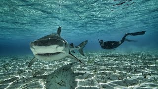 Giant Tiger shark in the shallows [upl. by Hedwig654]