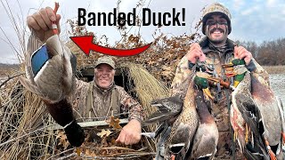 BANDED DUCK SHOT A Few Days At The Duck Camp Missouri Duck Hunting 2023 [upl. by Christan]