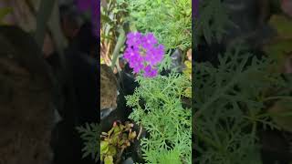 Purple Verbena garden flowers garden winterflower short tranding shortvideo viralvideo new [upl. by Etnoved]