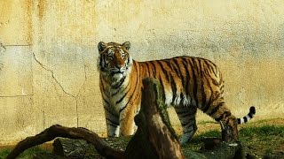 Ein Besuch im ErlebnisZoo Hannover Tiger 14032017 [upl. by Risan]