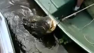 Florida Alligators Disappear in Just One Foot of Water  Ultimate Killers  BBC Studios [upl. by Meesak]