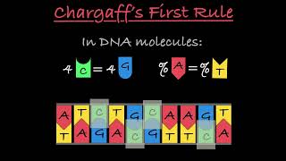 Chargaff’s Rules Explained [upl. by Coyle]