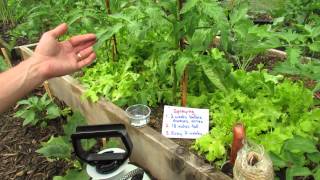 Why amp How to Manage Tomato Diseases Using Aspirin Beef up Defenses  TRG 2014 [upl. by Htaeh]