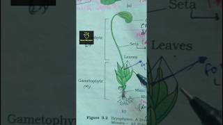 funaria Bryophytes ncert imp diagram class 11th ncert biology neet2025 aiims imp diagram [upl. by Aisercal208]