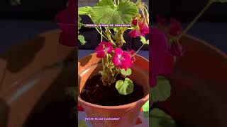 Our winter bloom of Geraniums repotted 3 colours shorts Jaiden Aluan [upl. by Amlez105]