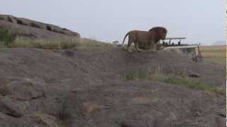 3 Big Male Lions  Lemala Ewanjan  July 2012 [upl. by Valeta]