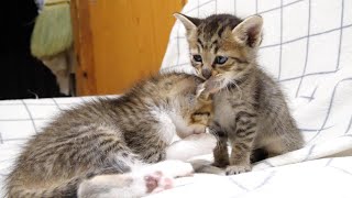 毛繕いがへたっぴな子猫がお耳を食べちゃいました【赤ちゃん猫 保護猫】 [upl. by Ahsatin616]