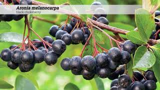 black chokeberry Aronia melanocarpa [upl. by Aem]