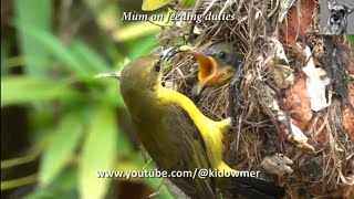 Little ORNATE SUNBIRD Chick all grown up amp ready to Fledge [upl. by Aihtiekal606]