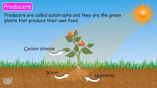 Role of decomposers  Our Ecosystem Part7  Science  Grade78  Tutway [upl. by Helm522]