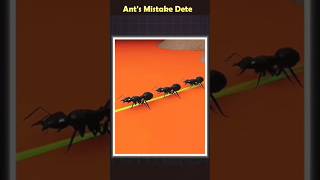 ants death spiral ants amazingfacts interestingfacts scienceexperimentfacts sciencefacts short [upl. by Ailimat]